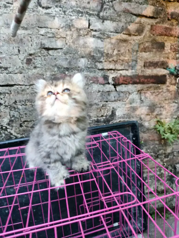 Kucing/ Kitten Persia flatnose