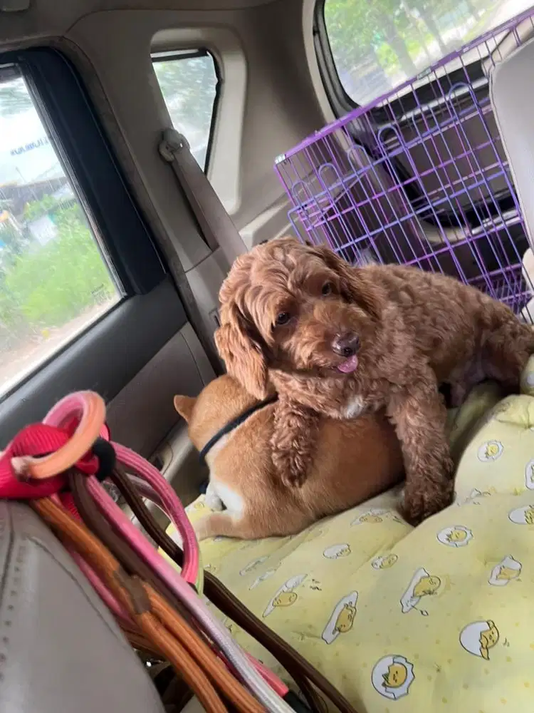 Dicari kennel boy