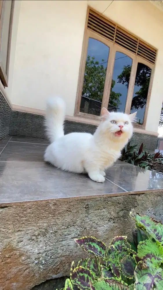 Kucing munchkin ragdoll cebol jantan kitten