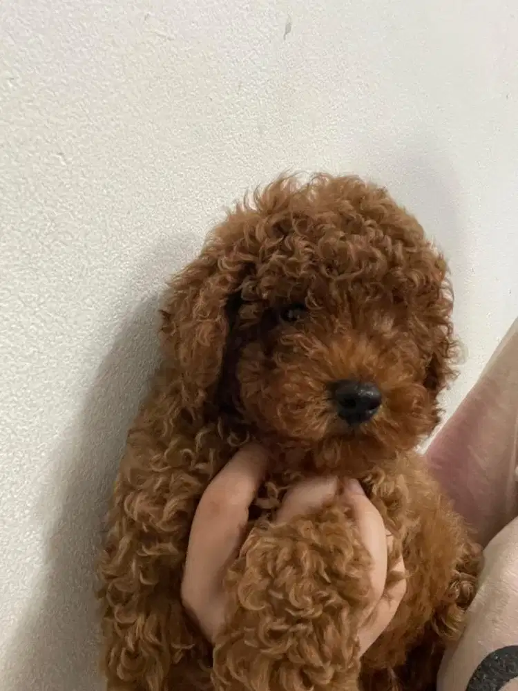 Anak Anjing Poodle
