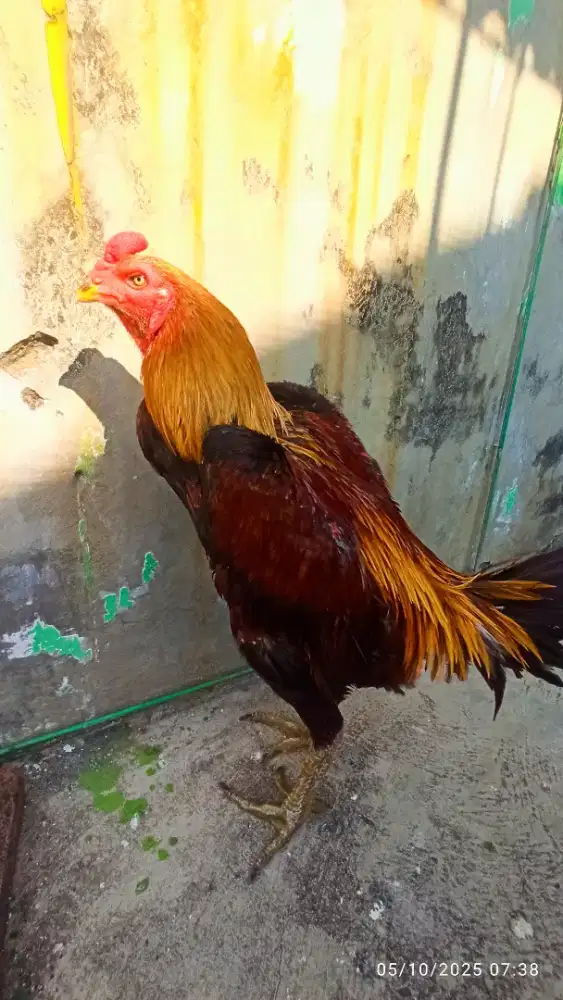Pacek Ayam Aduan