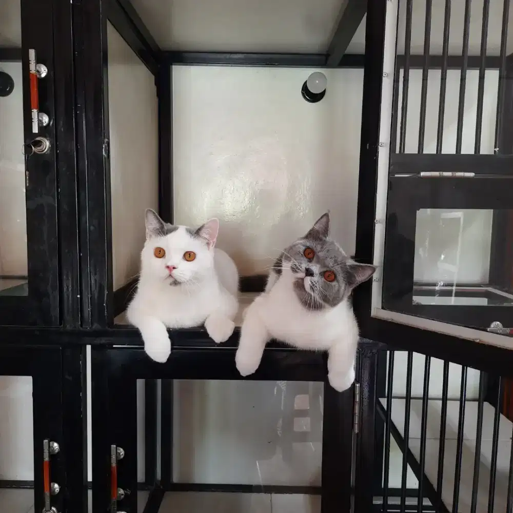 Brittish Shorthair BSH