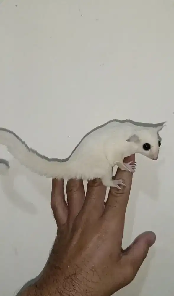 Sugar glider leucistic betina 3 bulan