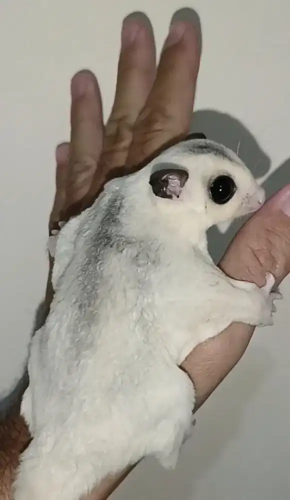Sugar glider moza betina 4 bulan