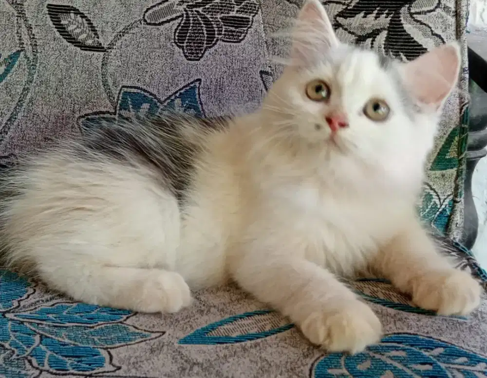 Persia kitten gemoy