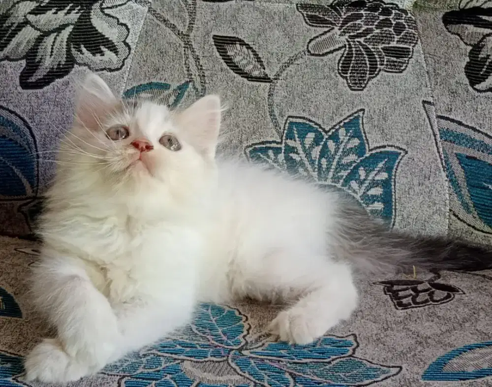 Persia kitten lucu