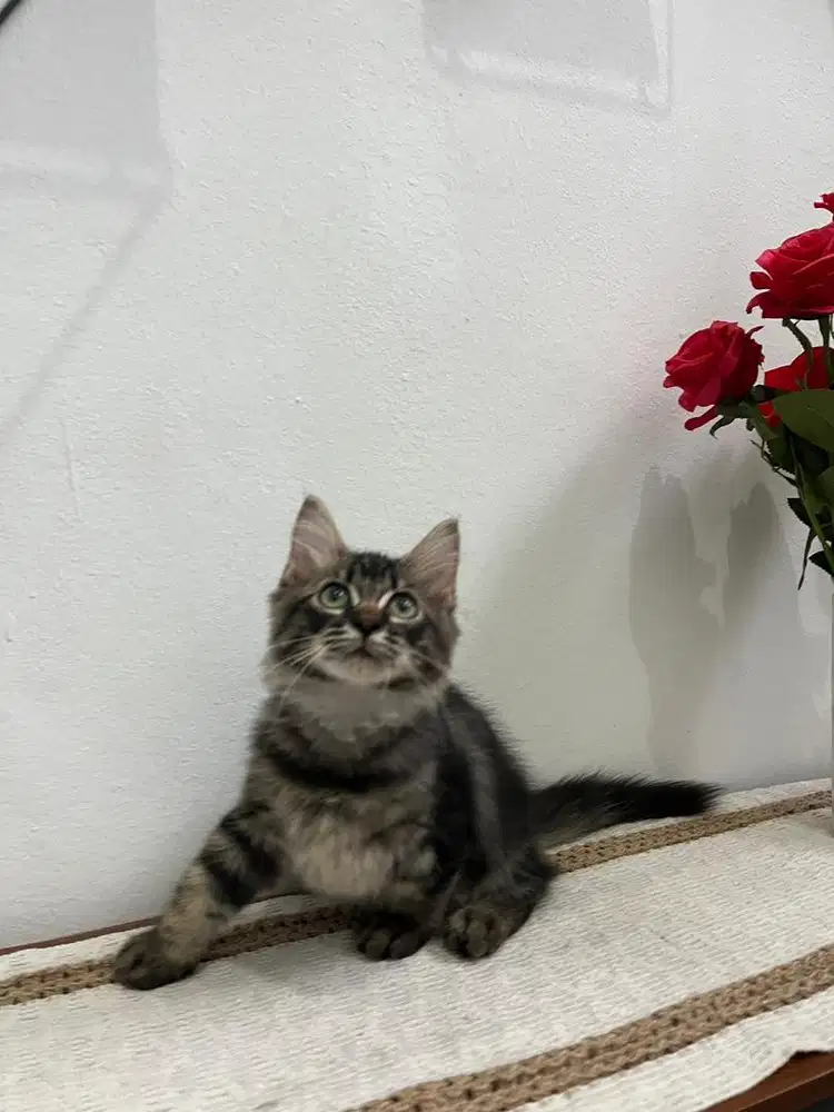 Kucing kitten persia longhair