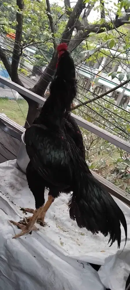 Ayam bangkok kumbang