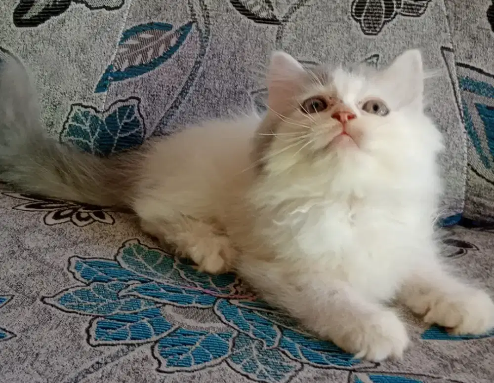 Persia kitten white grey