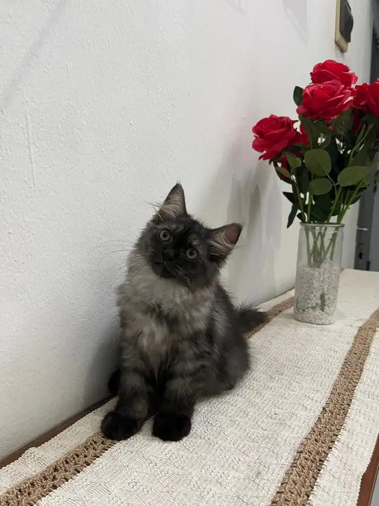 Kucing kitten persia longhair