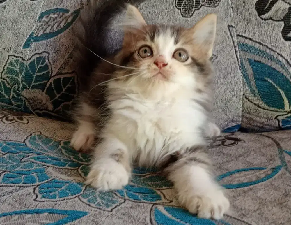 Persia kitten gemes