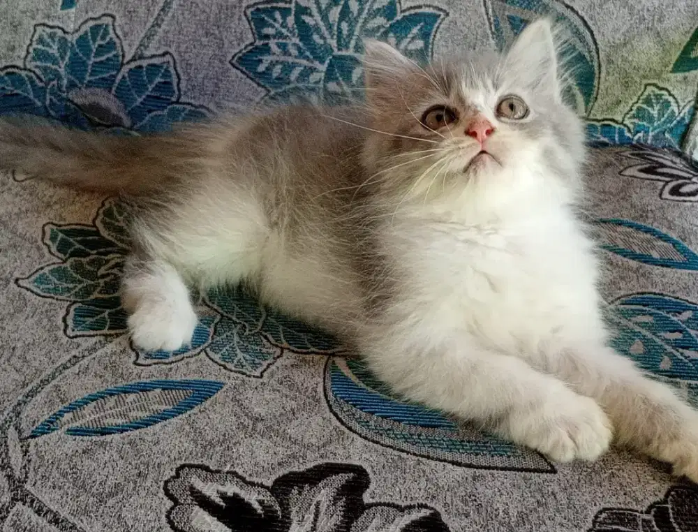 Persia kitten abu putih