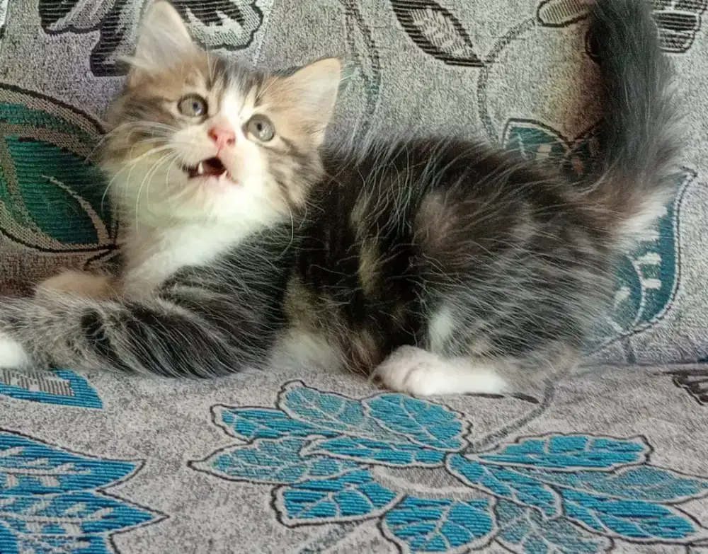 Persia kitten gembul
