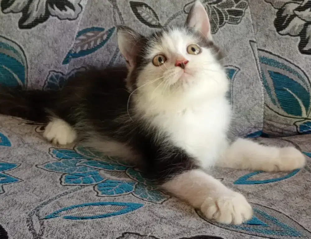 Persia kitten black n white