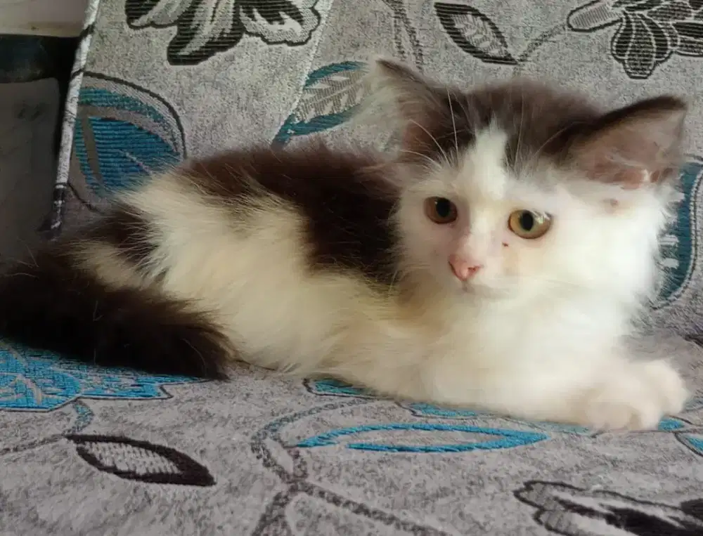 Persia kitten imut