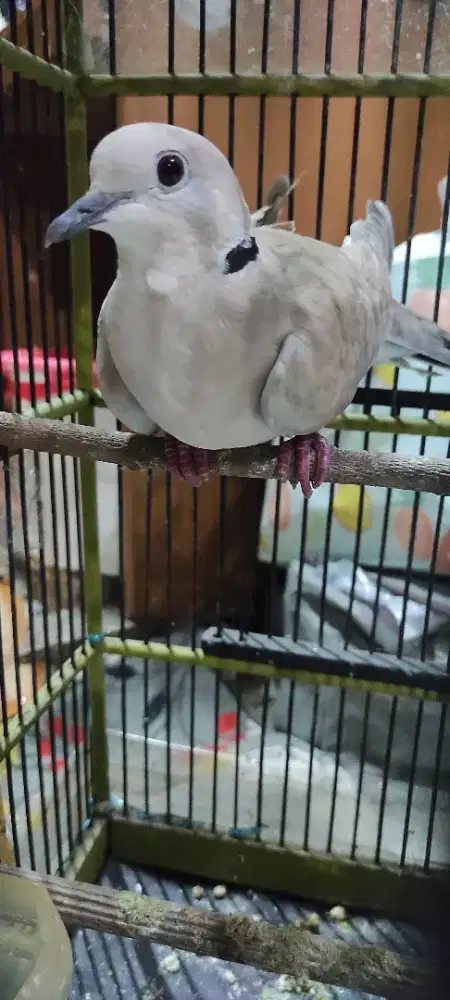 puter pelung plus kandang