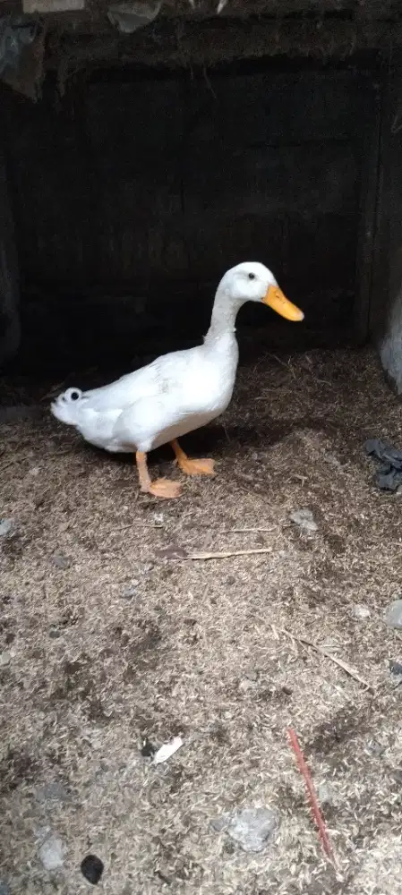 Bebek pekig pejantan