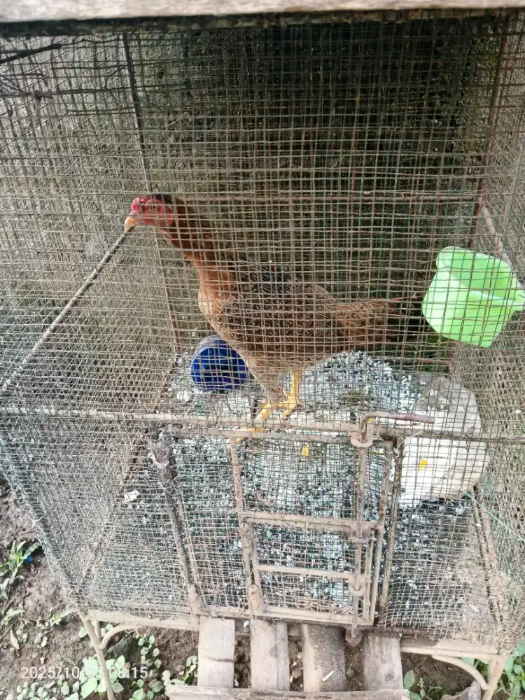 Ayam babon nelur
