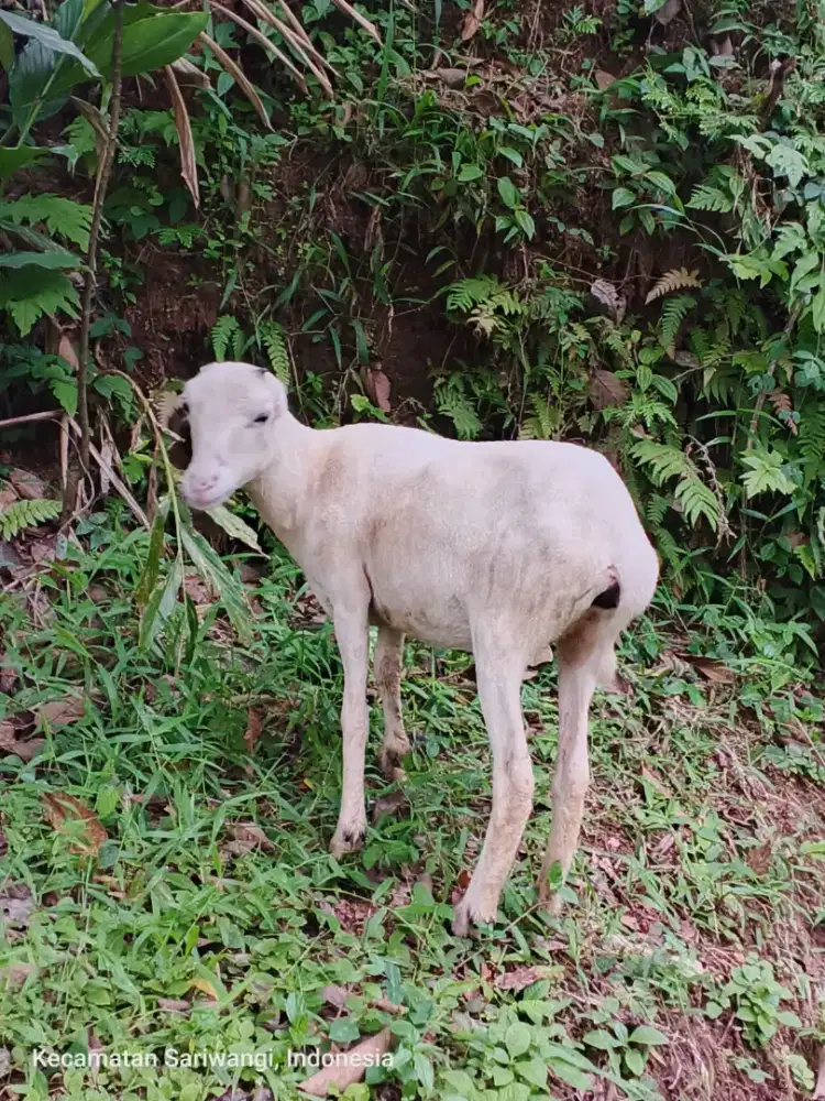 domba asli garut