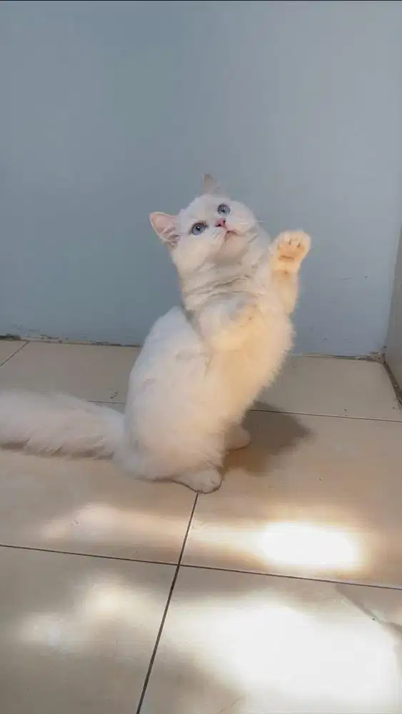 Kucing Munchkin
