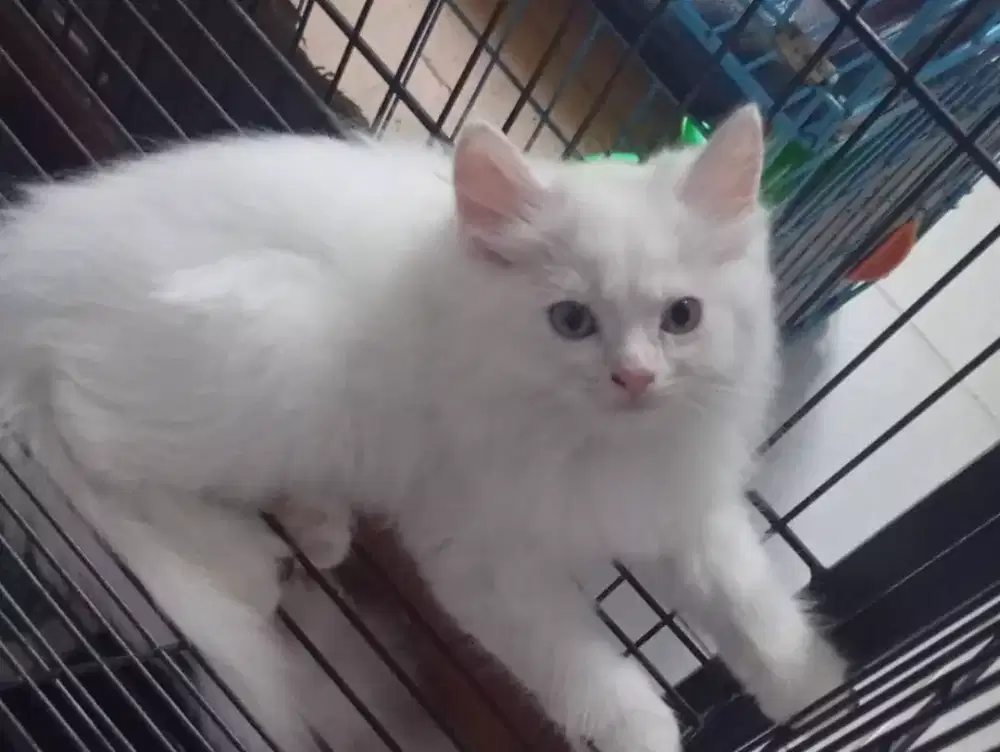 Jual kitten persia flatnose bulu kapas pure