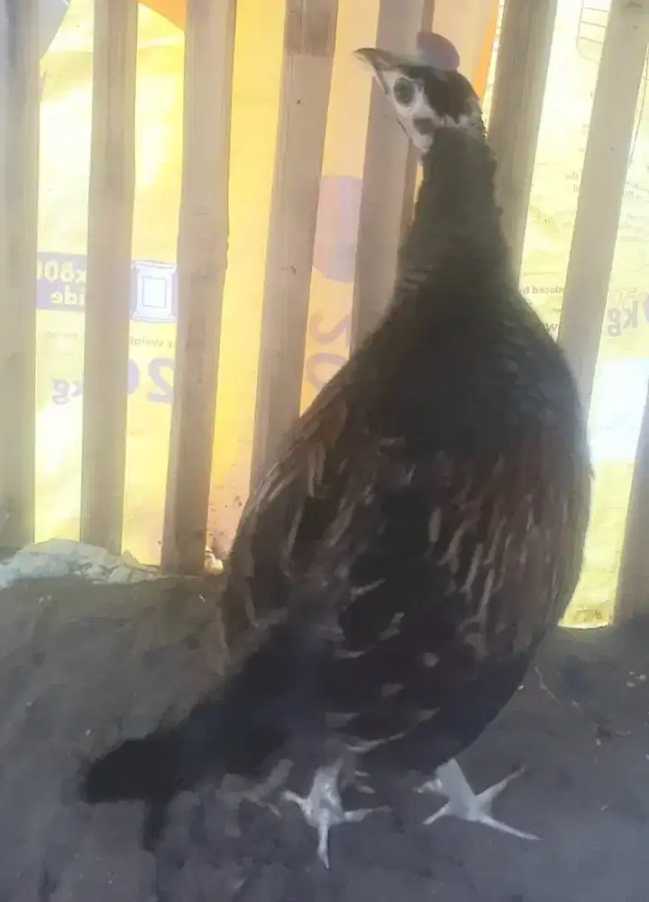 Ayam hutan hijau