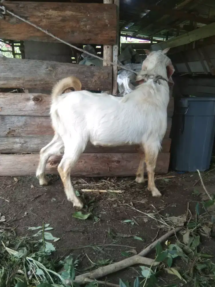 Kambing putih polos jantan
