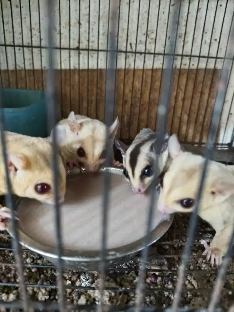 Sugar glider sekeluarga