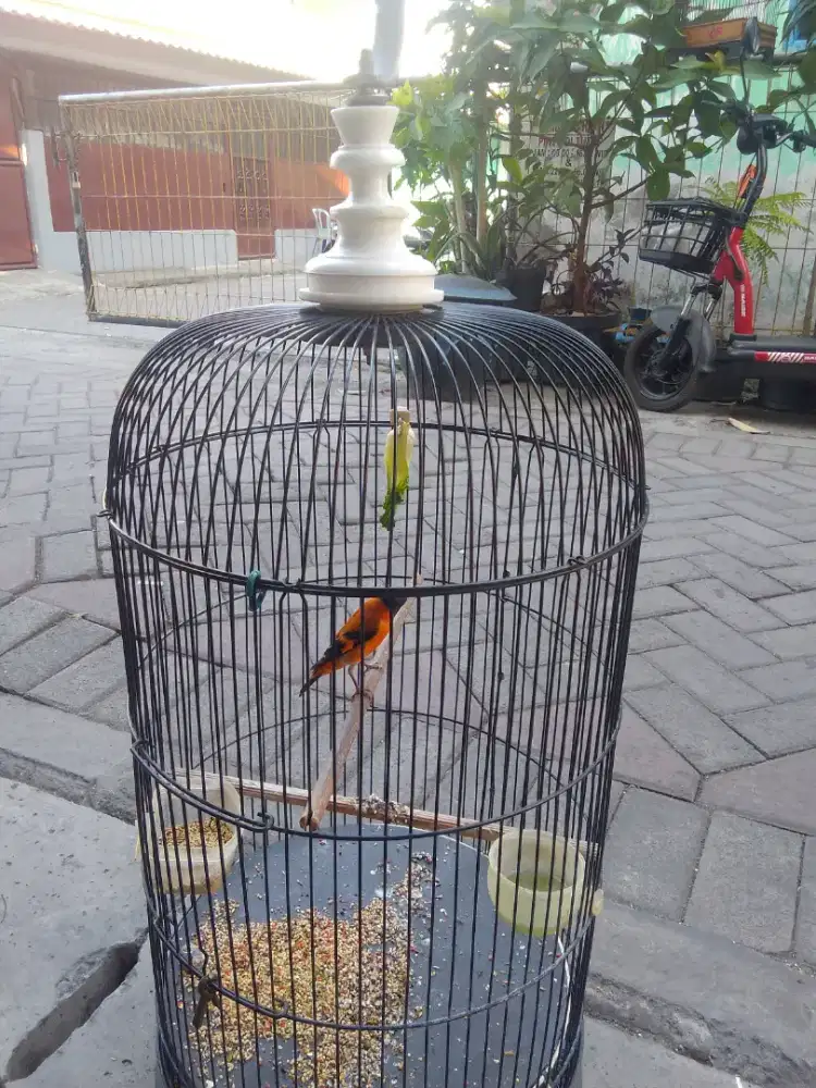 Burung redsiskin