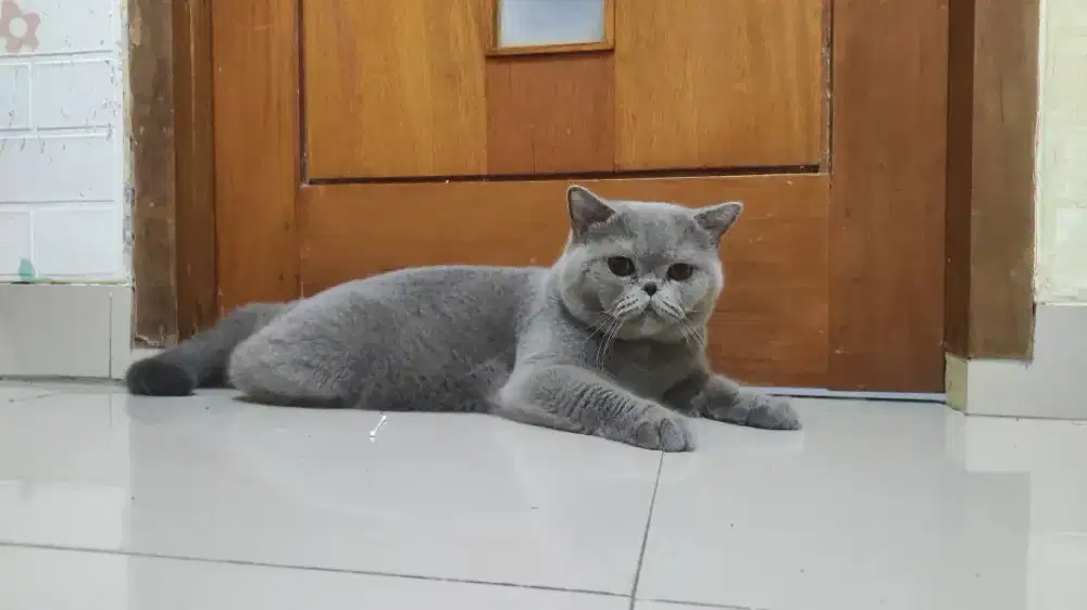 BSH British Short Hair Jantan Ped Sertifikat
