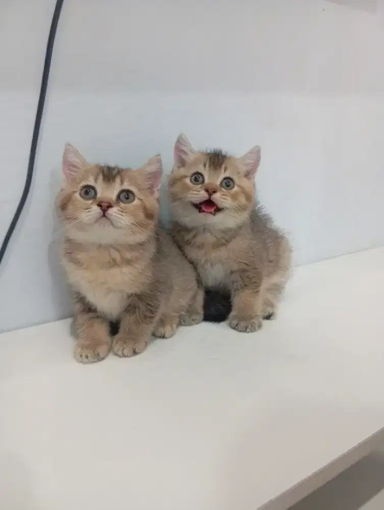 BRITISH SHORTHAIR GOLDEN