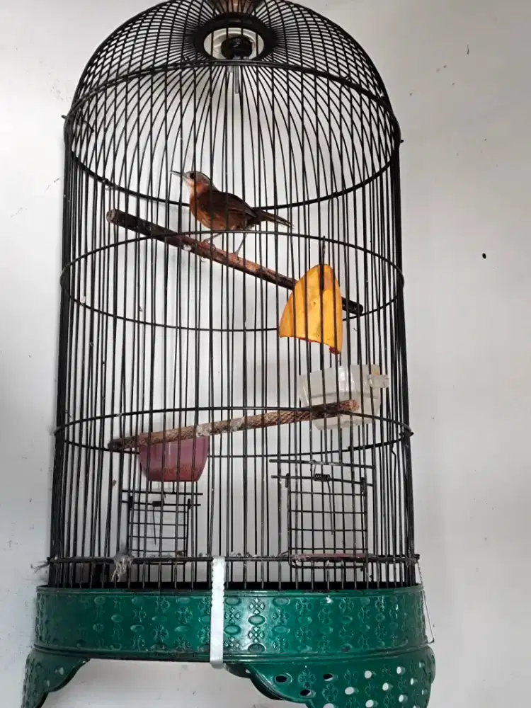 Jual burung tepus sama kndang ya portotal rawatan lamaa rajin buyi