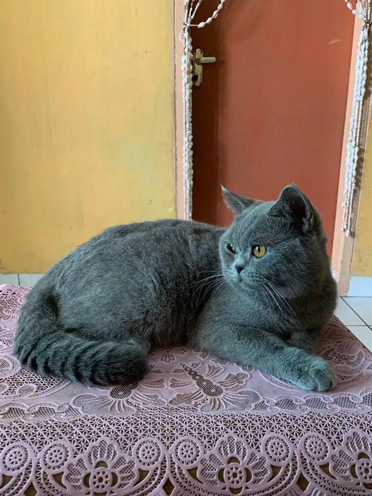 British Short Hair