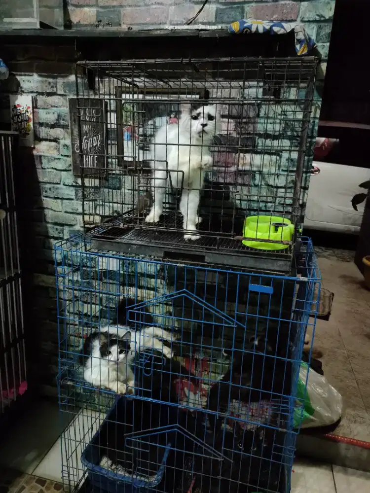 Jual kandang bonus kucing
