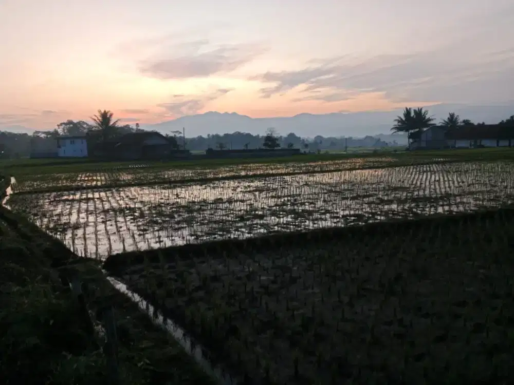 Sawah 51 tumbak dijual nego