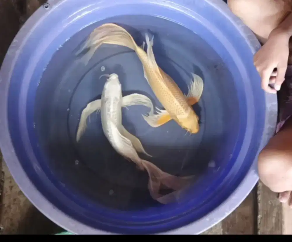 Ikan Koi kumpay