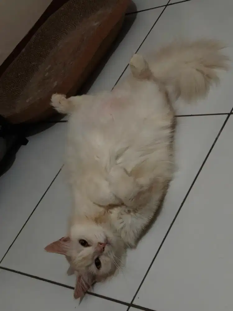Open adopt urgent