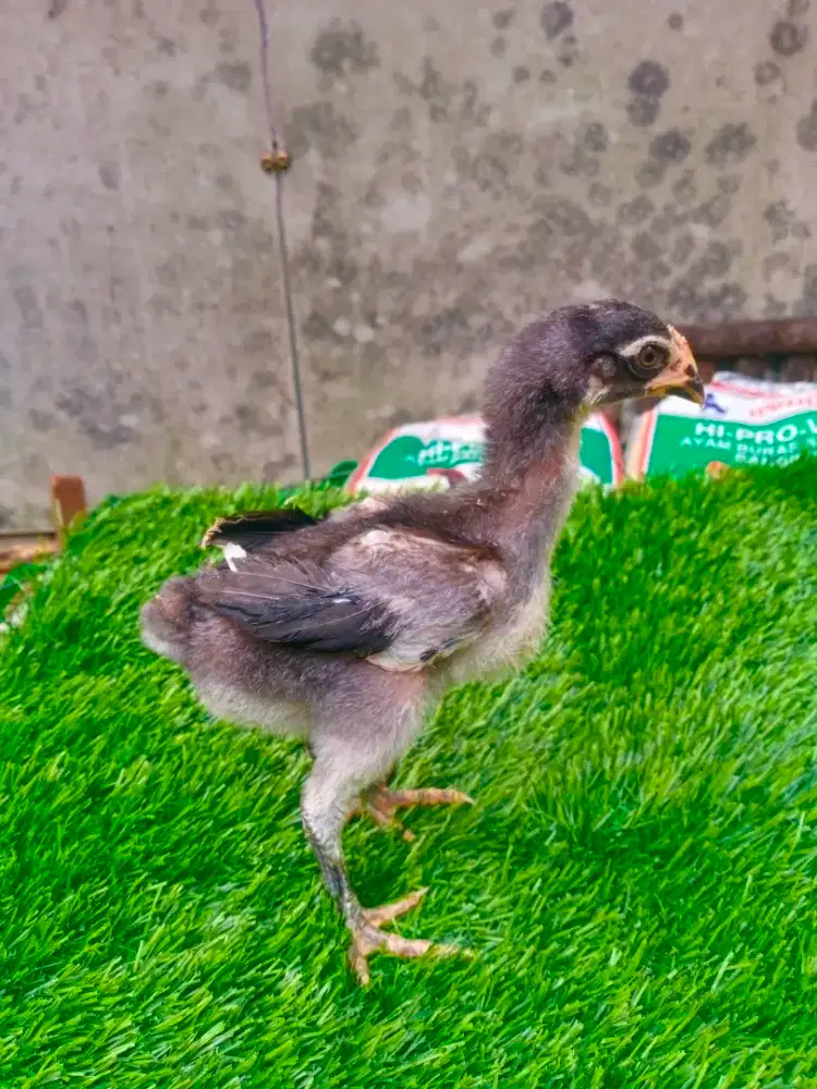 Ayam Bangkok, ayam import Vietnam GANOY Kaki GUNUNG 17 YORK original