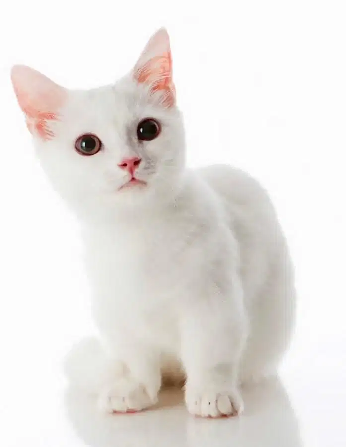 Kucing Munchkin british shorthair bsh british short hair