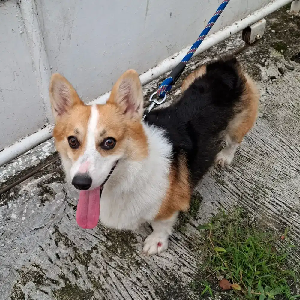 Anjing Corgi Betina