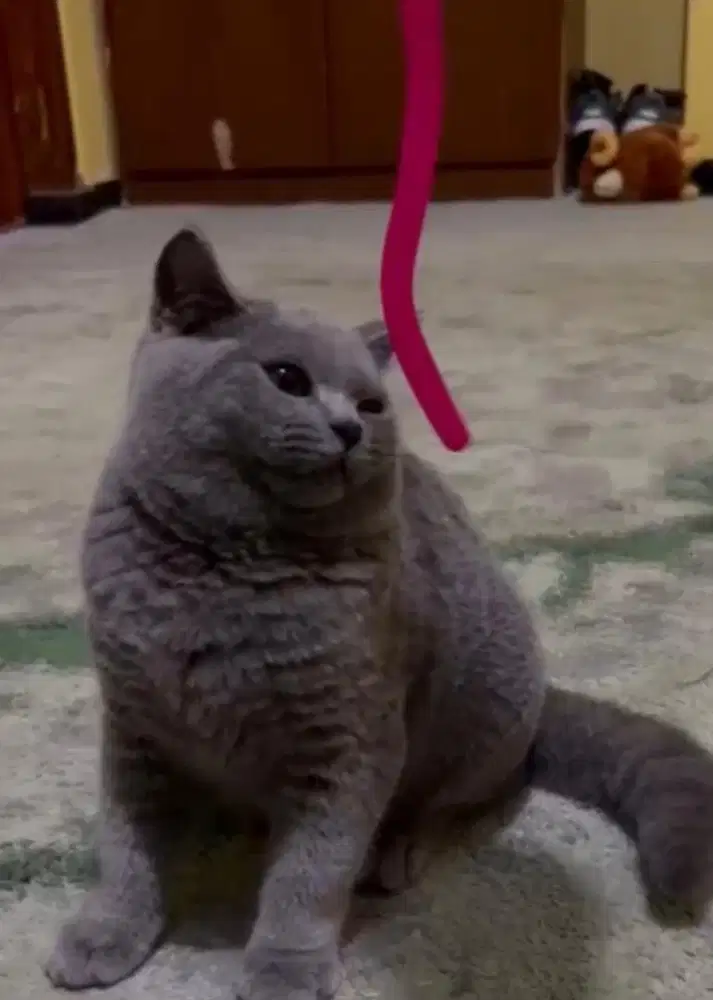 Kucing british shorthair Ped bsh british short hair