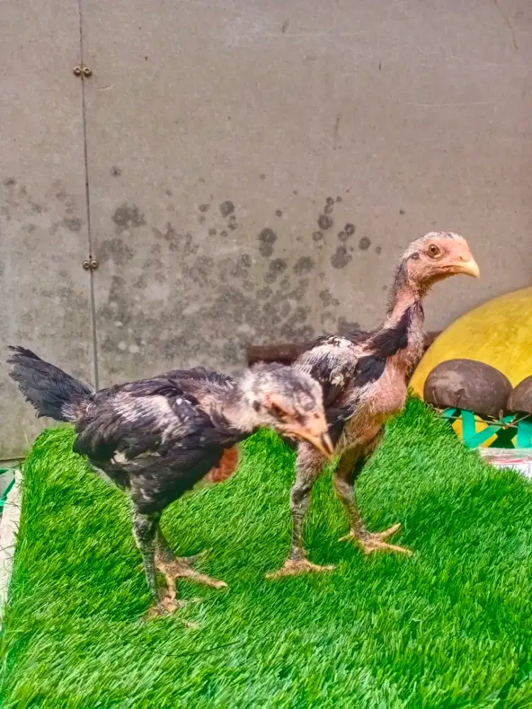 Ayam Bangkok anakan ayam pakoy manideng MIX panat /ayam aduan