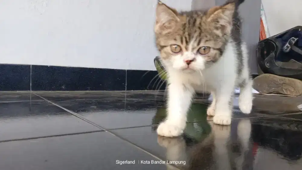 Kucing Scottish stright BSH