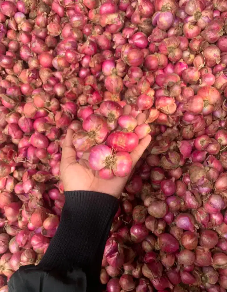 bawang merah super bima banjar