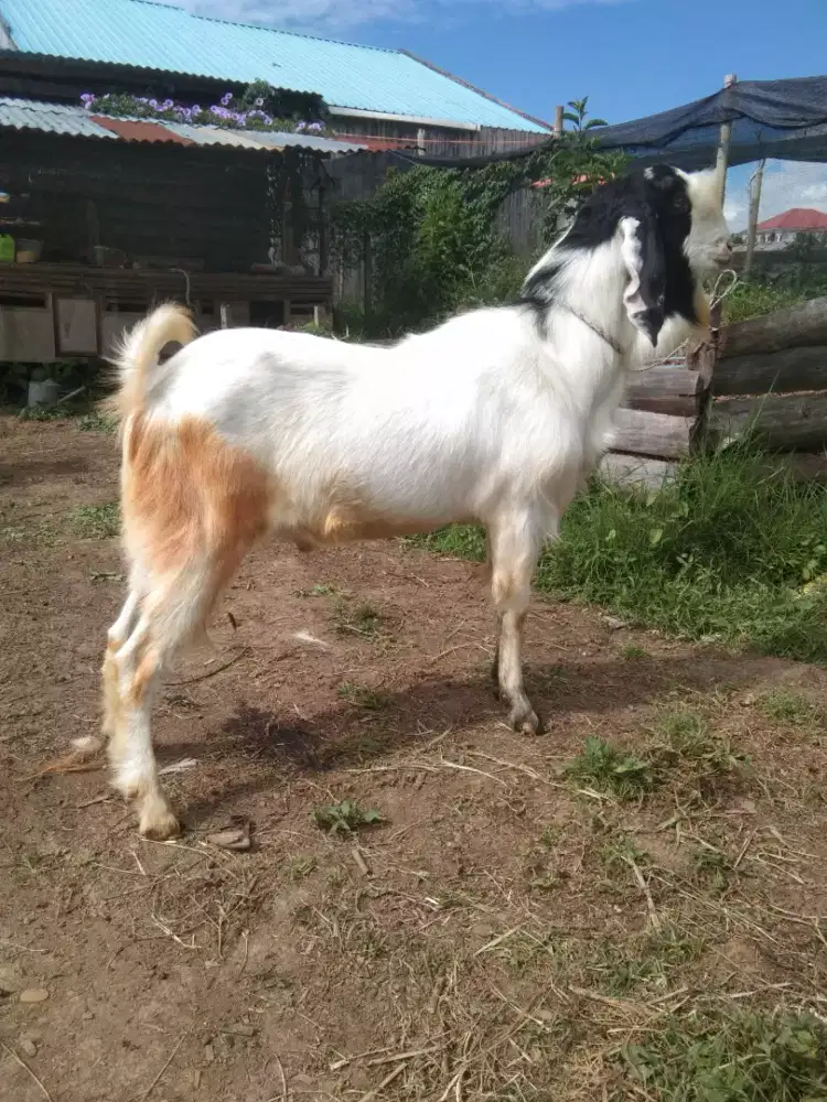Kambing jantan aqikah
