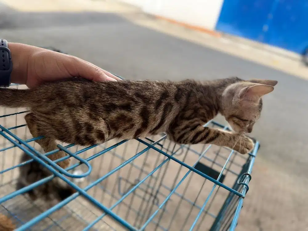 Kitten jantan betina ras