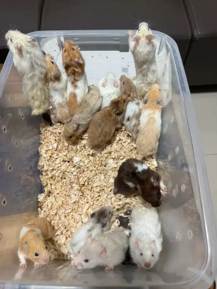 Di jual borongan hamster