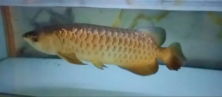 arwana golden red HB