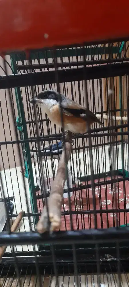 Burung cendet bahan
