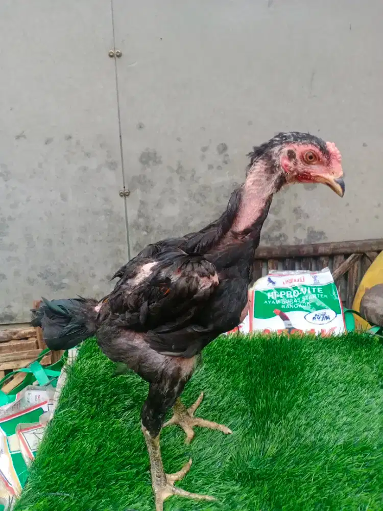 Ayam Bangkok/ayam aduan/GANOY 17 YORK MIX PAKOY manideng